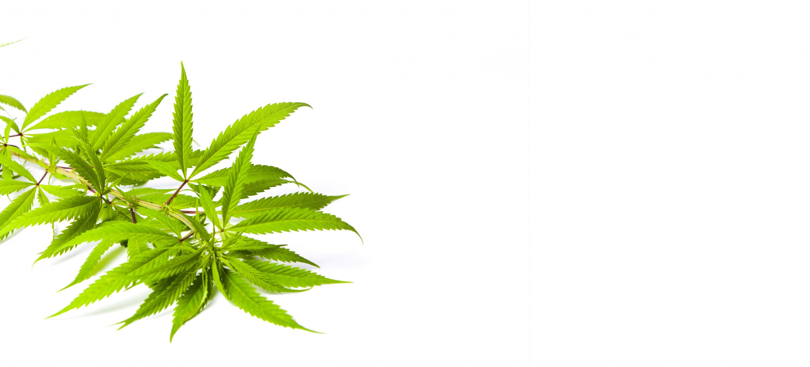 medical marijuana