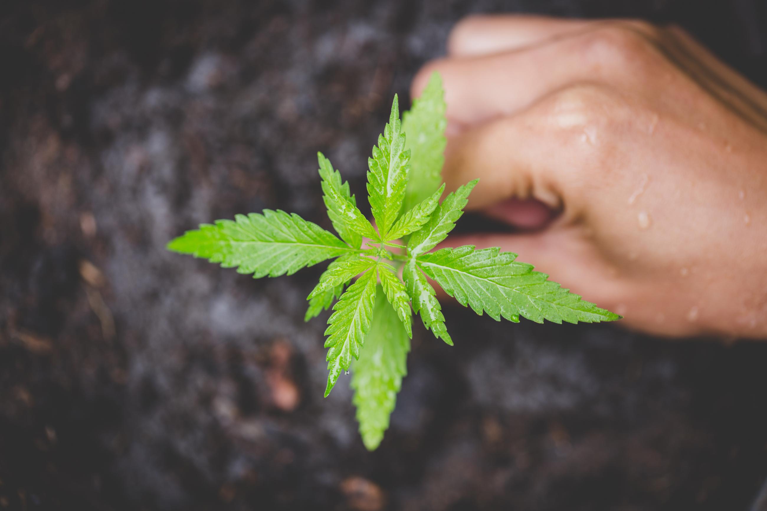 Cannabinoids
